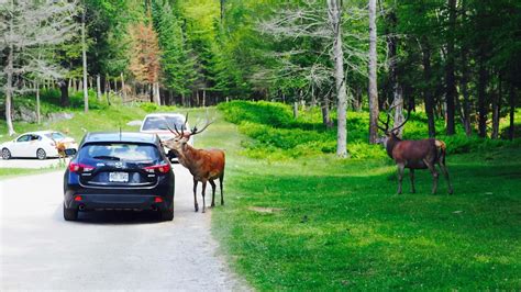 le parc omega canada|parc omega images.